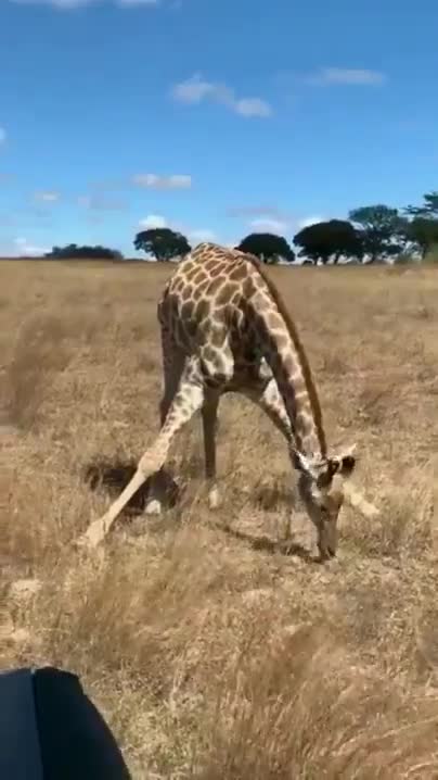 Nature is Amazing  - IÆve never wondered how a Giraffe eats grass before, but this is maje...