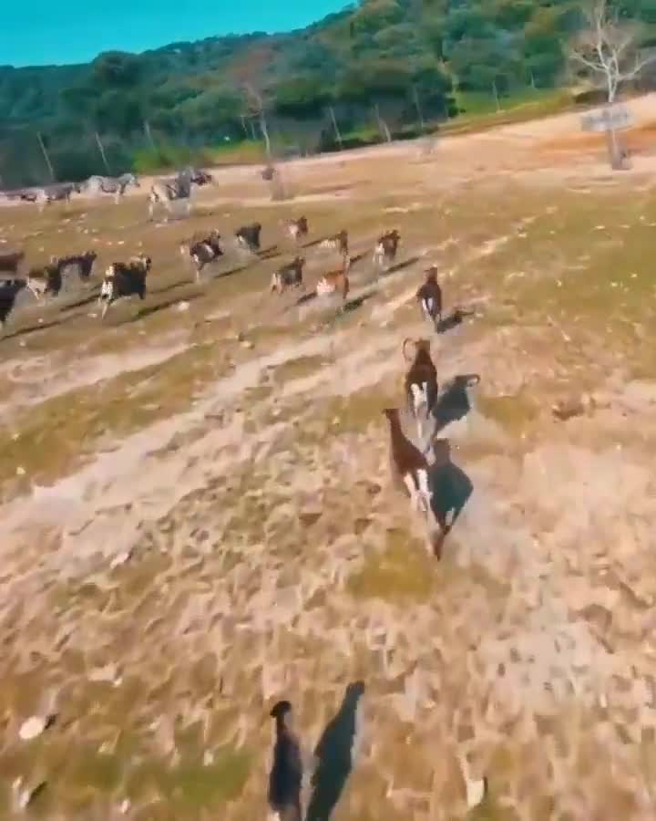 Nature is Amazing  - This sheep just kicked a drone that was harassing them.