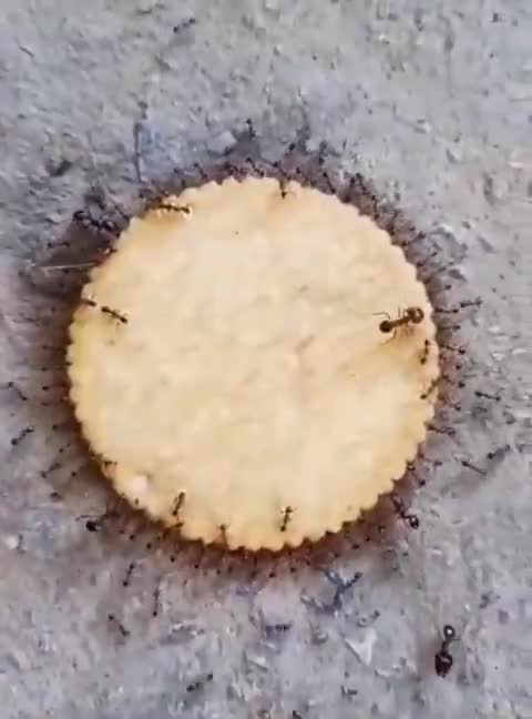 Nature is Amazing  - These ants taking the biscuit..  I like the “supervisor “ ant on top ...