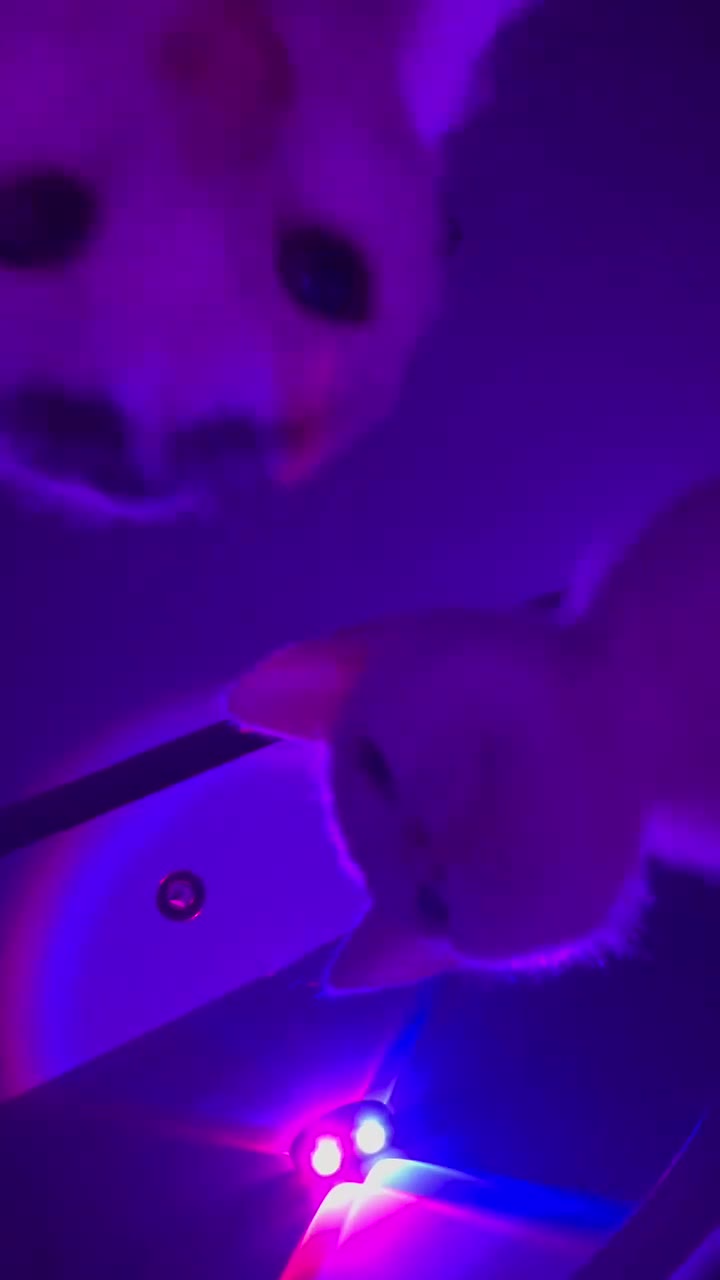 smol silly cat - It's Friday!!!